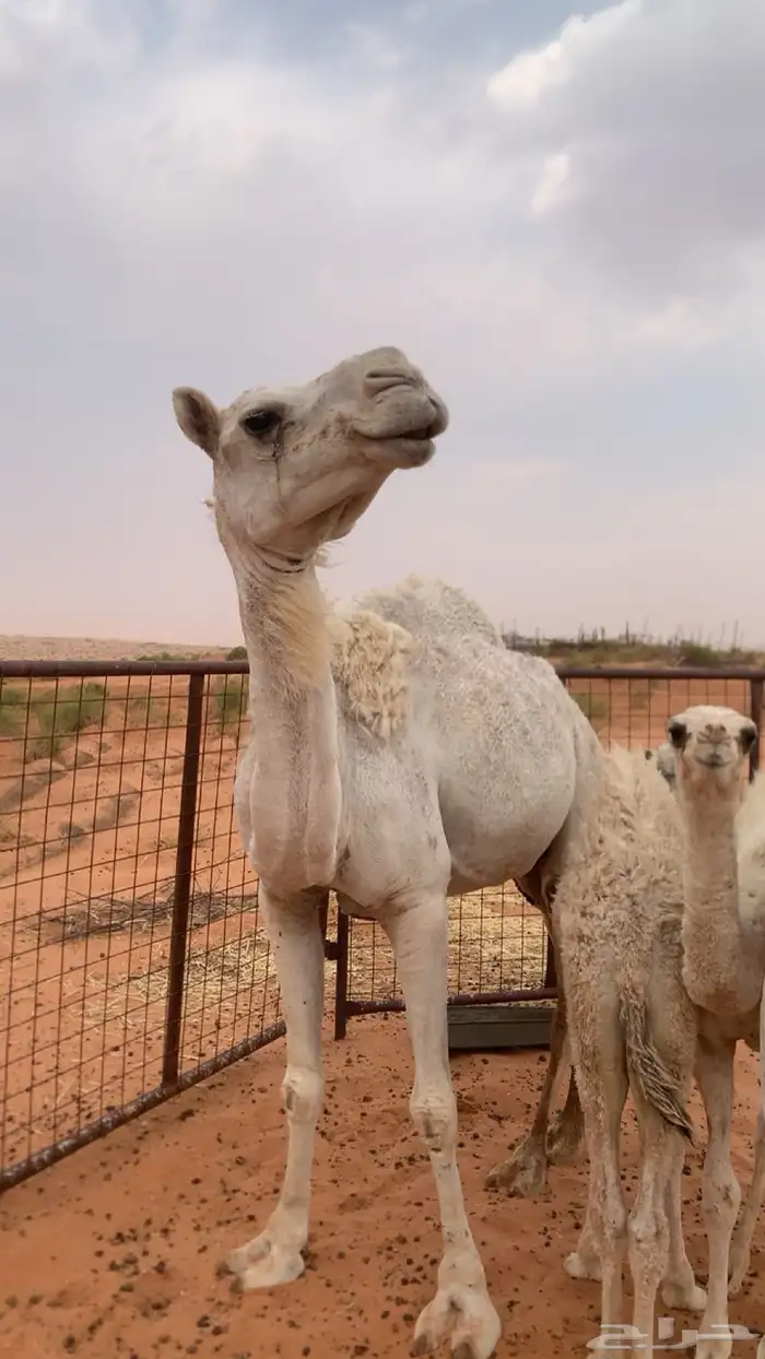 للبيع خلفه ناقه بنته بكره كفو 4