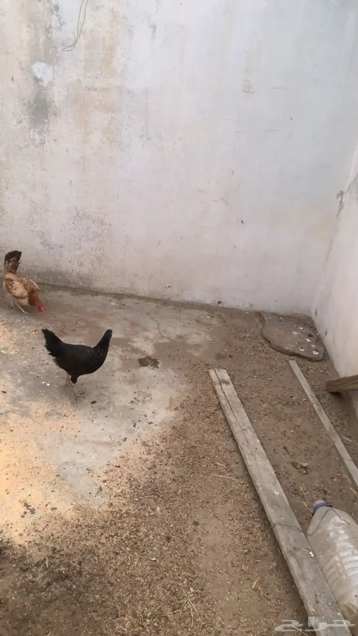 دجاج للبيع 2