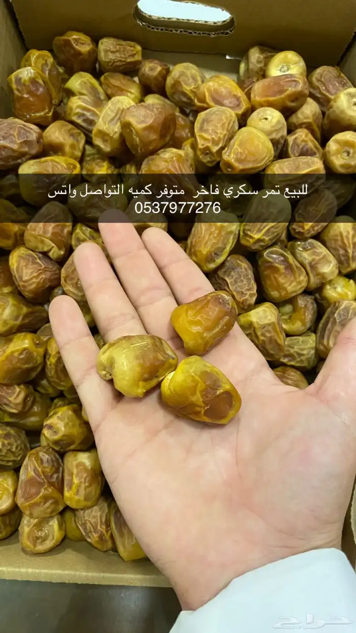 للبيع تمر سكري فاخر 0