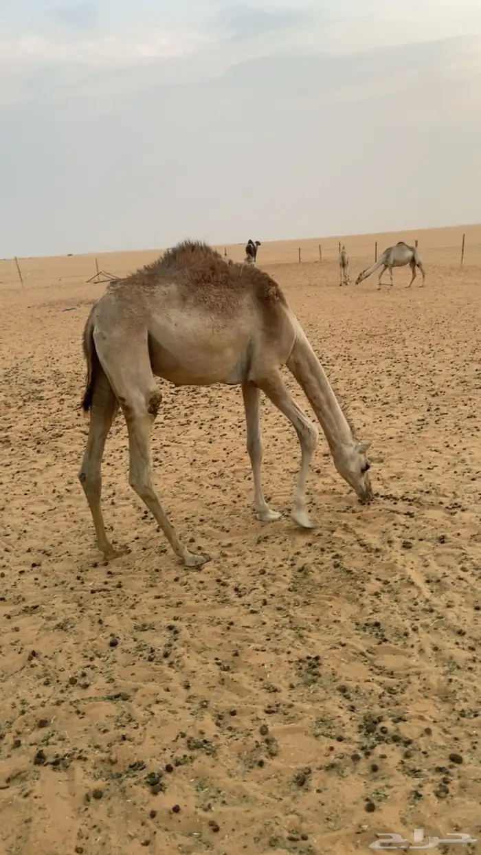 بكره مفروده تحقق 0