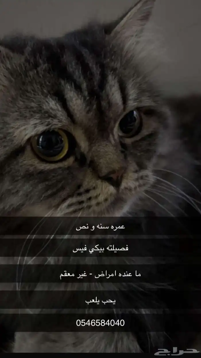 للتبني في جدة 0