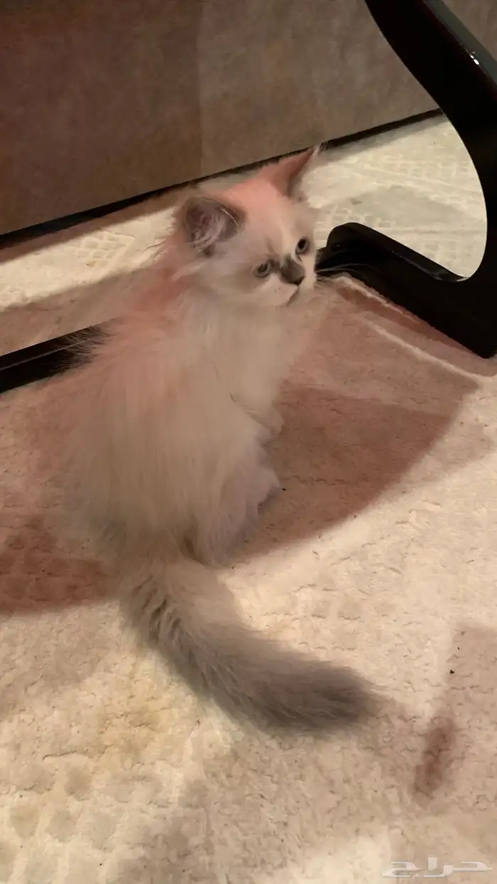قط للبيع 1