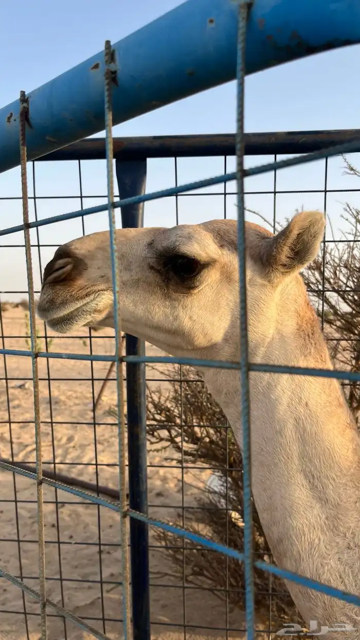 خلفة للبيع 6