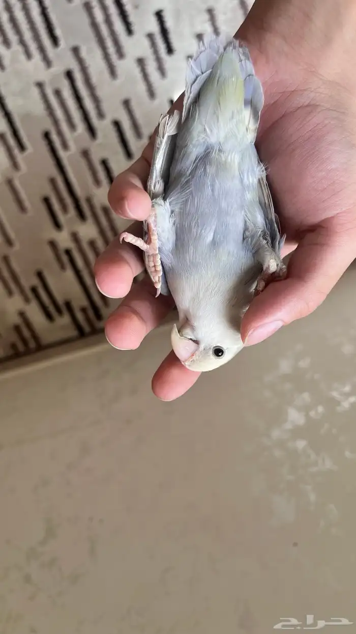 انثى روز بسعر طيب 4