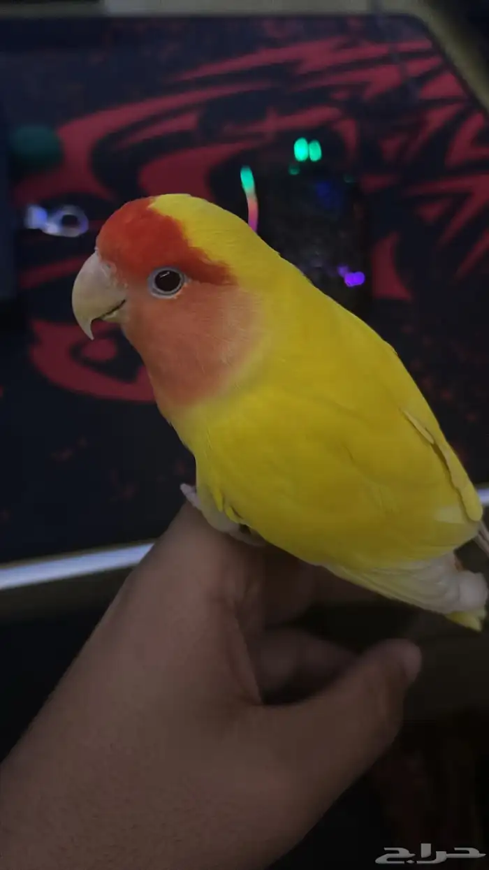 روز لاتينو 0