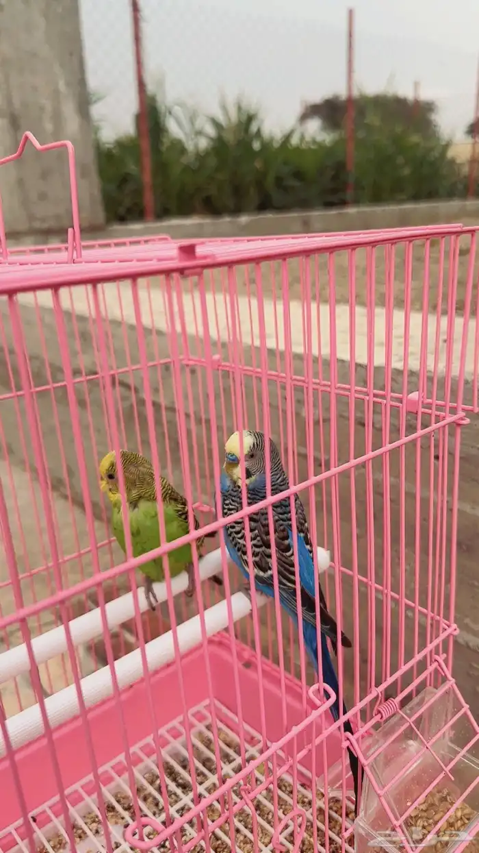 عصافير 2