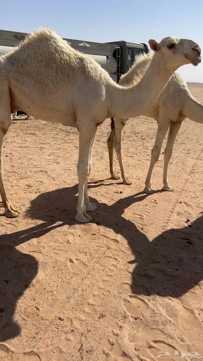 قعود باتلي 1