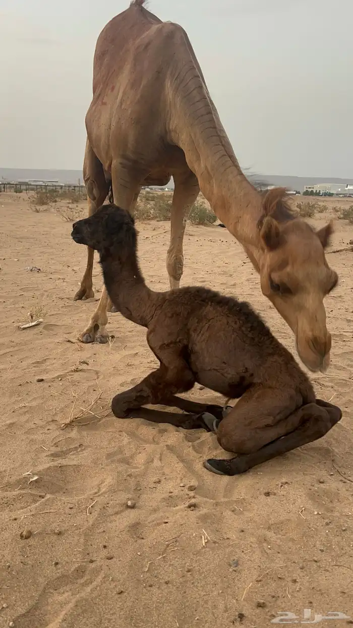 للبيع خلفة مصغر توها والد وناقة ملاقي مشروطات وكفو 18