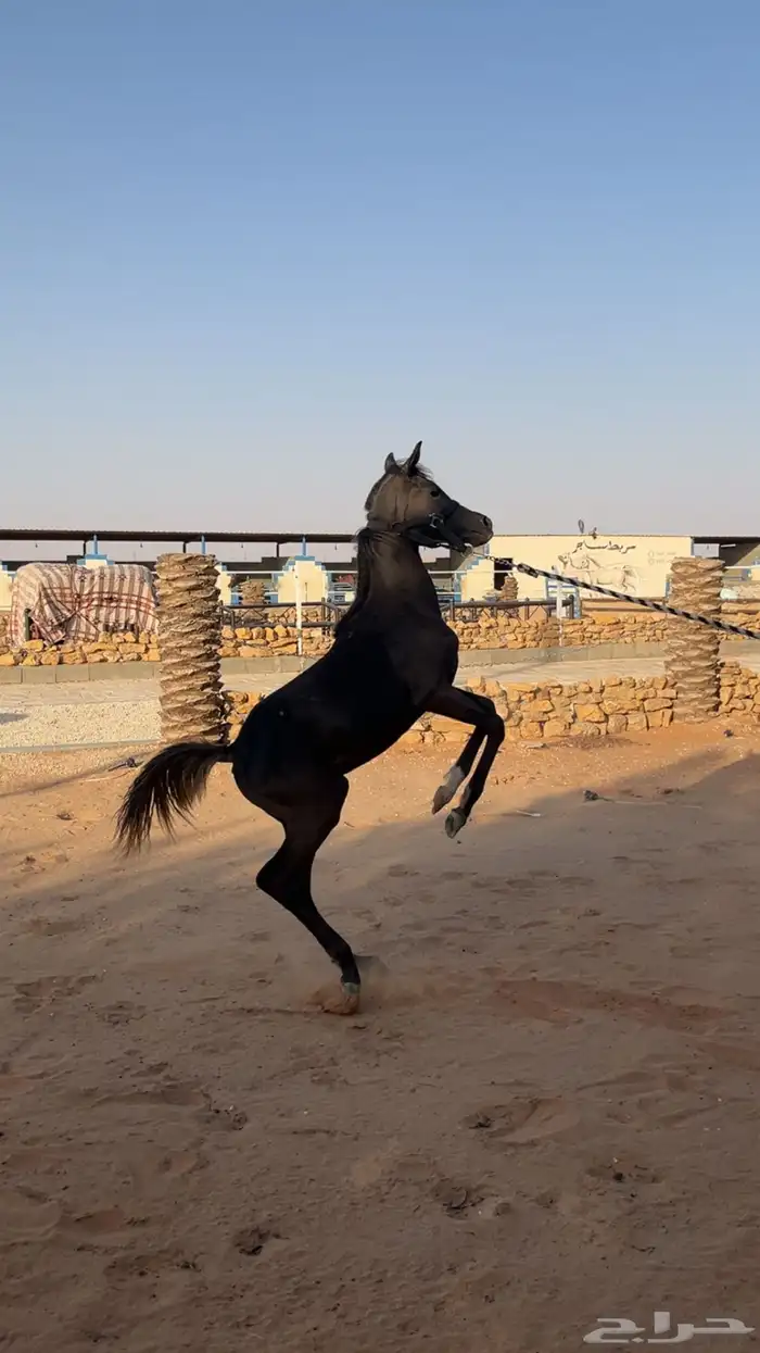 مهره دهماء 4