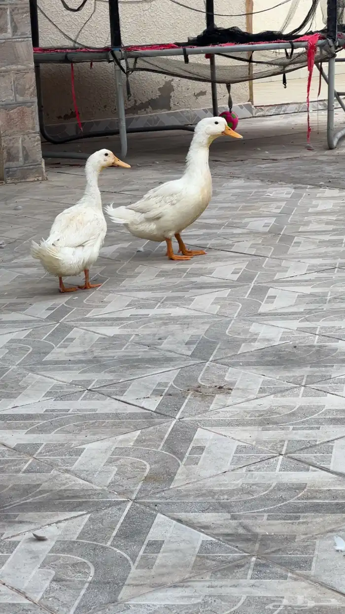 بط بكيني 0
