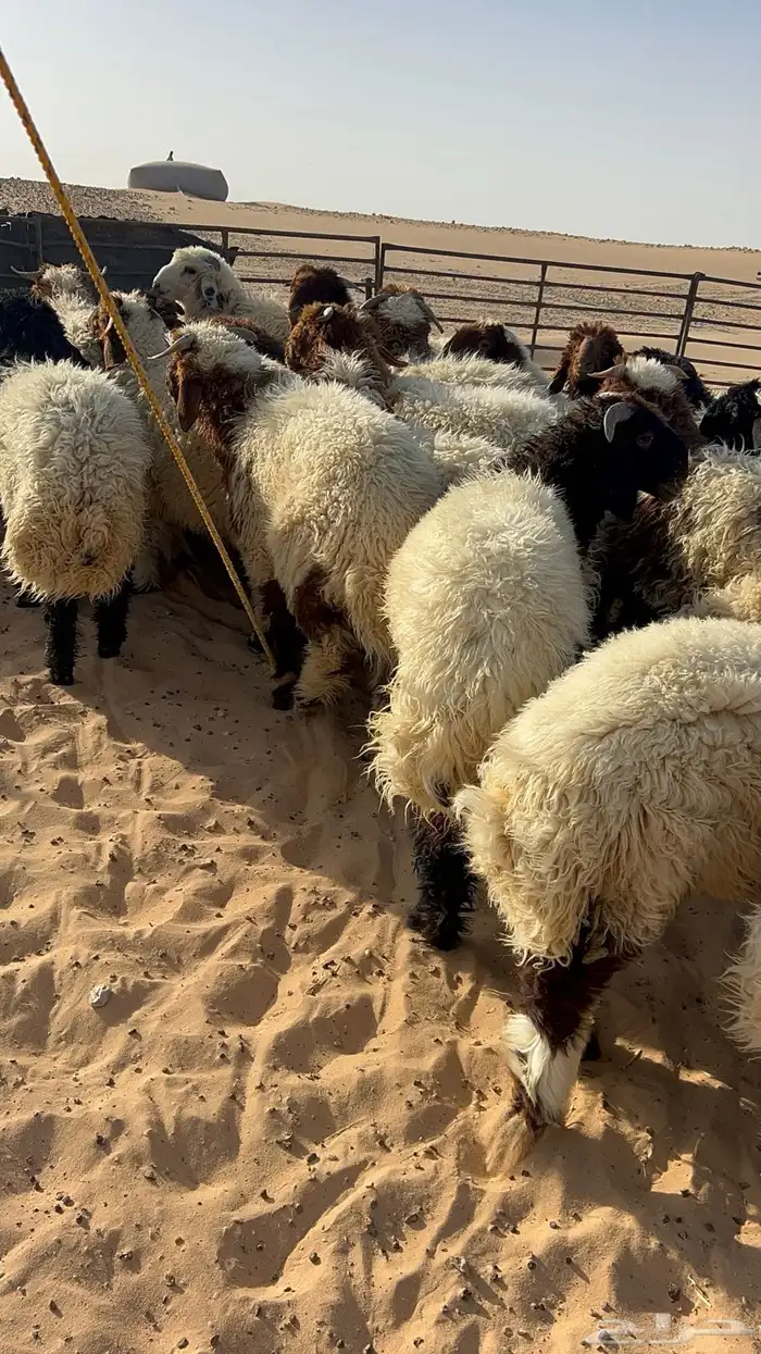 ذبايح نعيمي حري تيوس 1