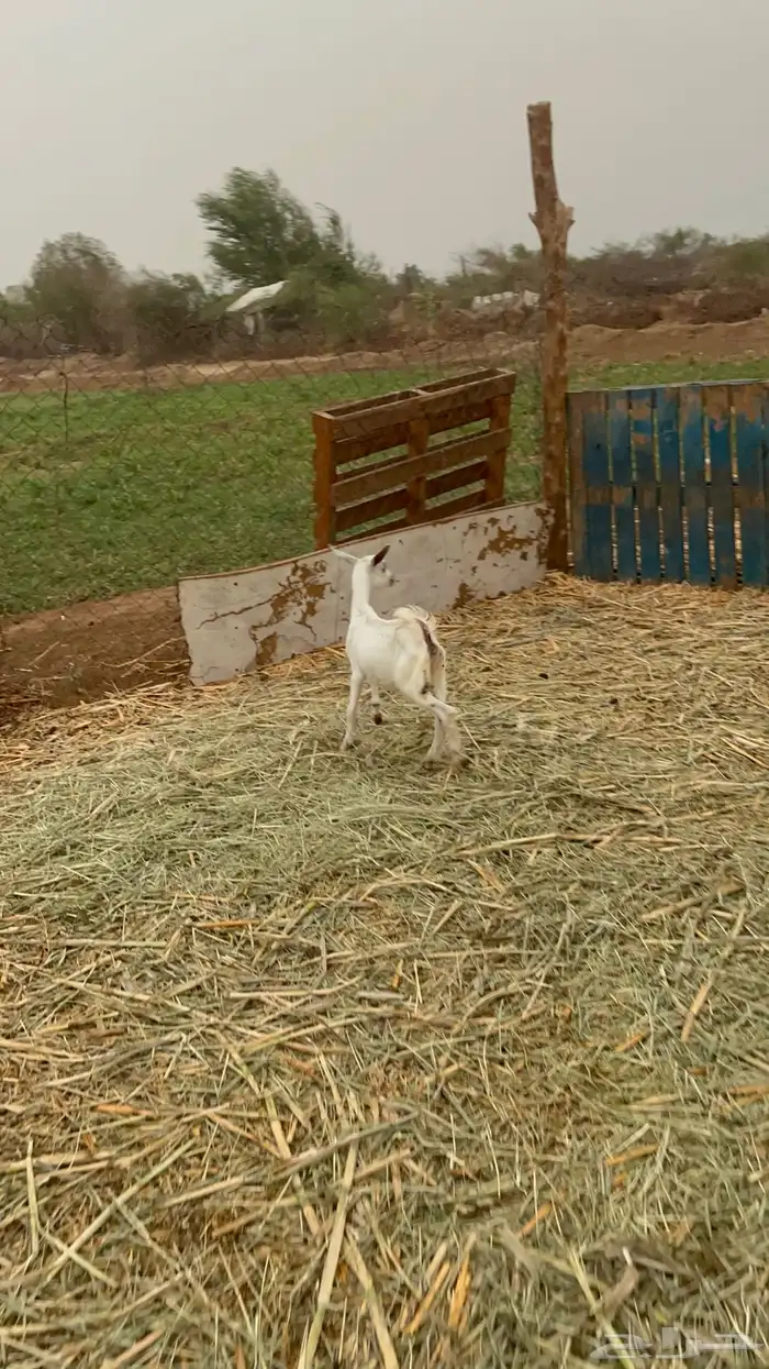 عناق ذكاره 6