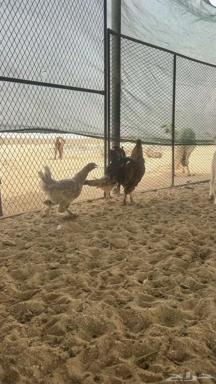 دجاج تركي 0