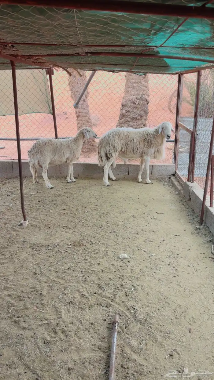 فحل حري وشاه حرية 3