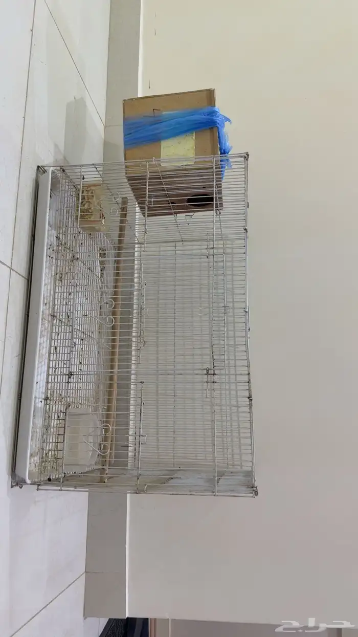 جوز روز إنتاج (تم البيع الله يبارك لي راعيه ) 3