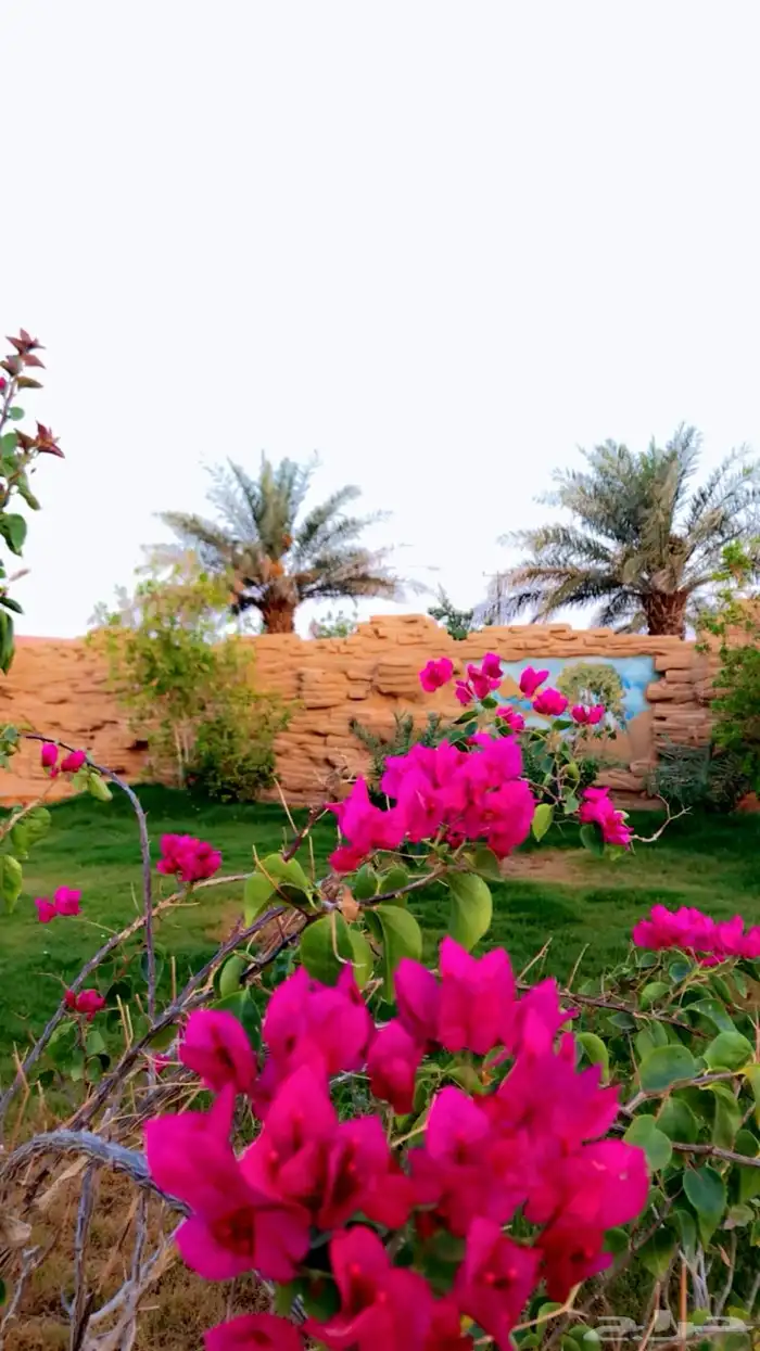 استراحة منتجع فاخر في ضرما تاجير يومي 19