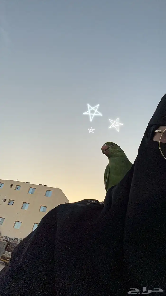 ببغاء دره هندي أليف 0