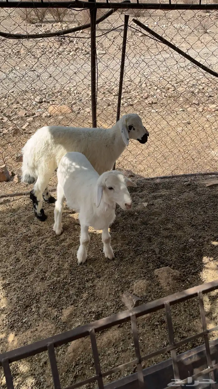 طليان للبيع 1