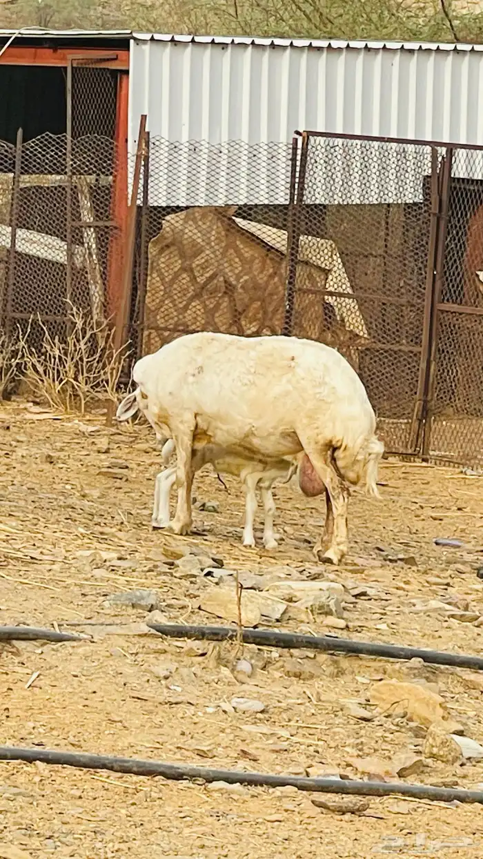 نعجه والد 3