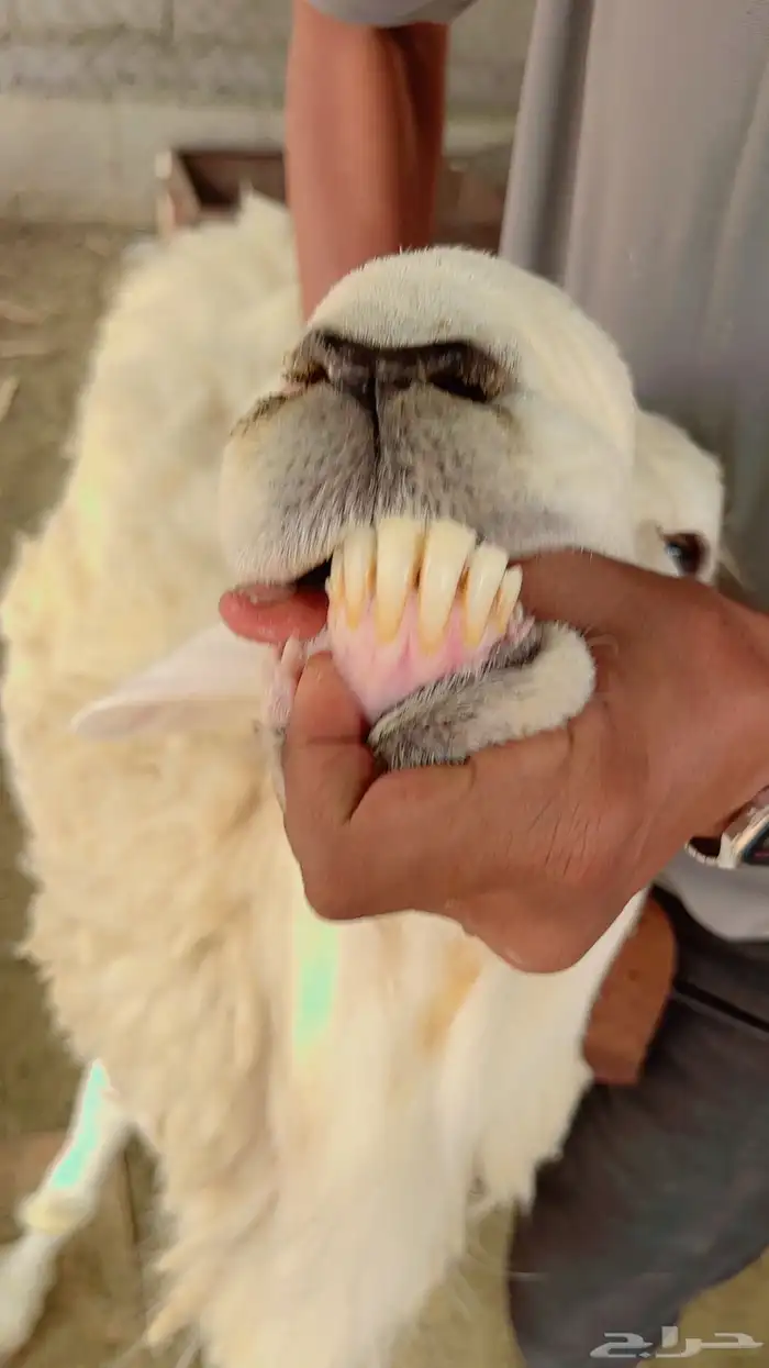 فحل حري وشاه حرية 5