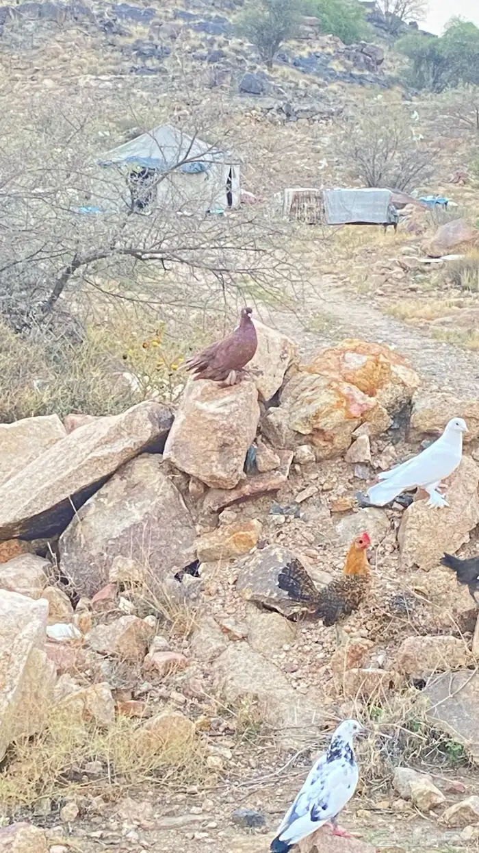 حمام فرنسي 2