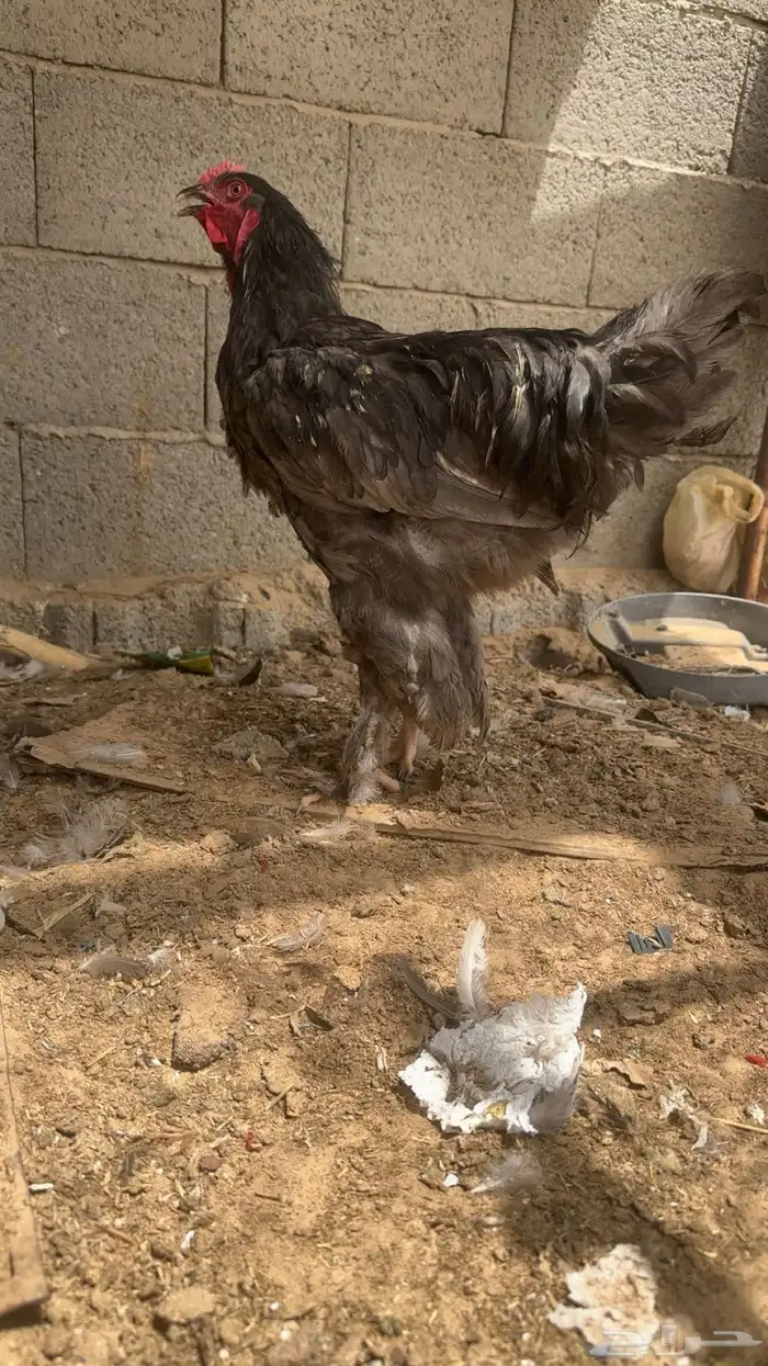 ديك برهما كفو يضرب شرط سليم كفو 2