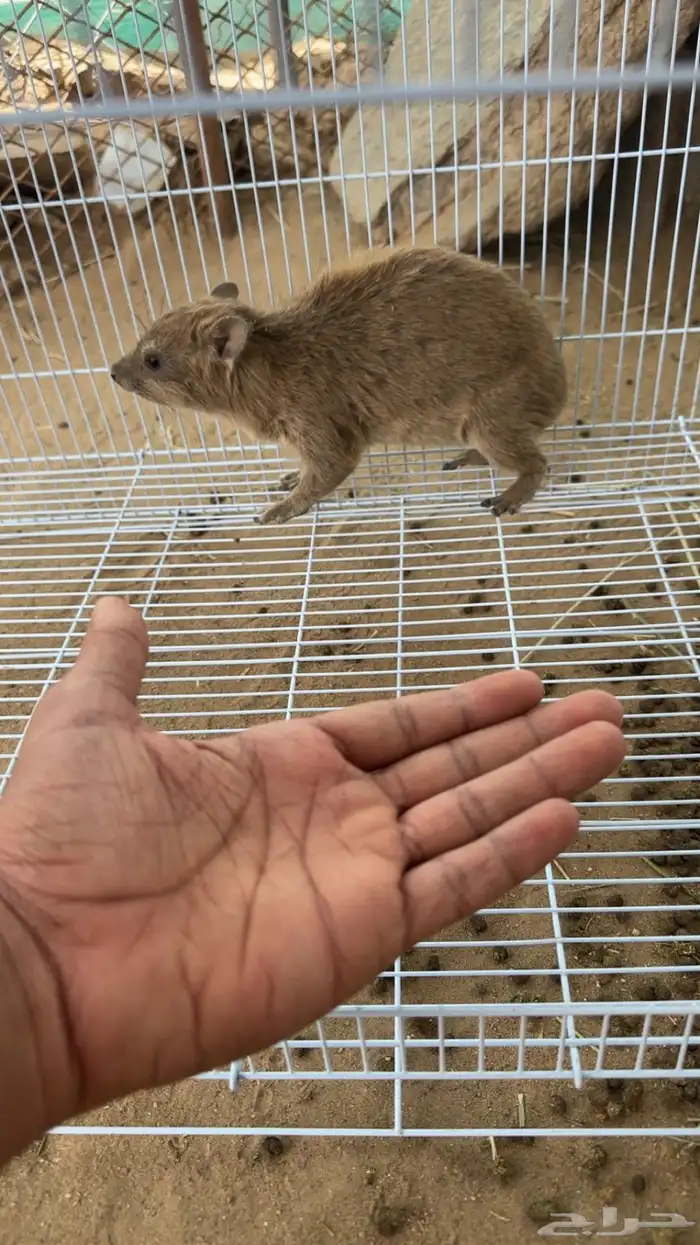 وبره نجديه 2