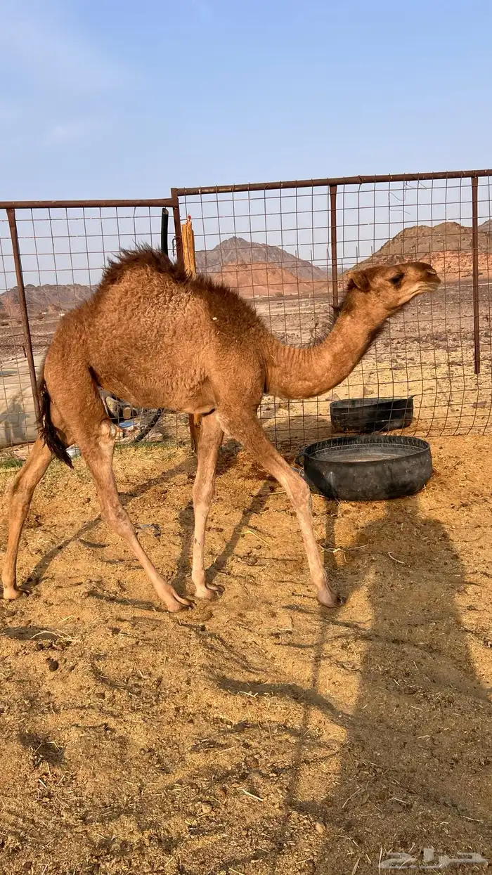 خلفه حمرا ساحليه ب 8500 تم البيع 4