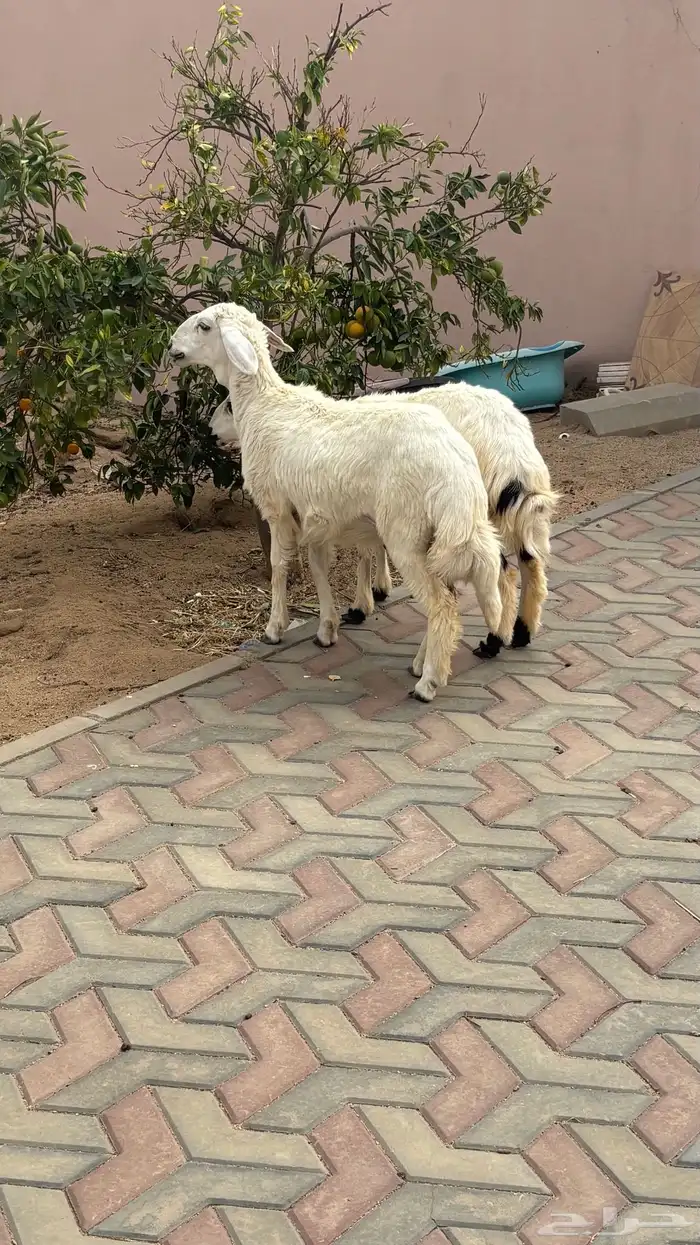 رخلين للبيع كفو 4