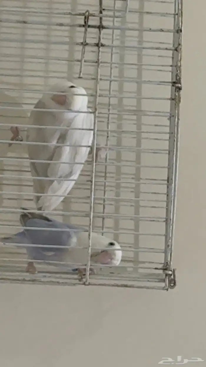 جوز روز إنتاج (تم البيع الله يبارك لي راعيه ) 2