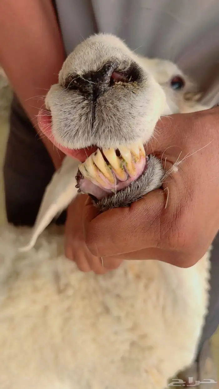 فحل حري وشاه حرية 4