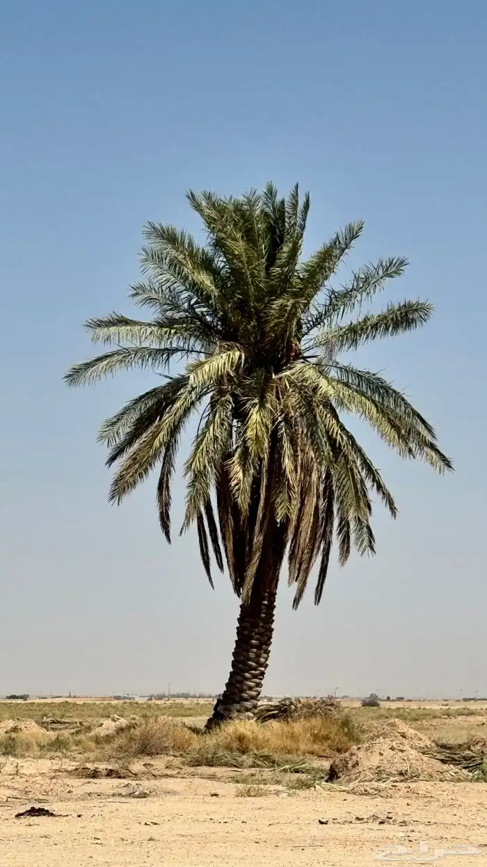 نخل سكري للبيع 2