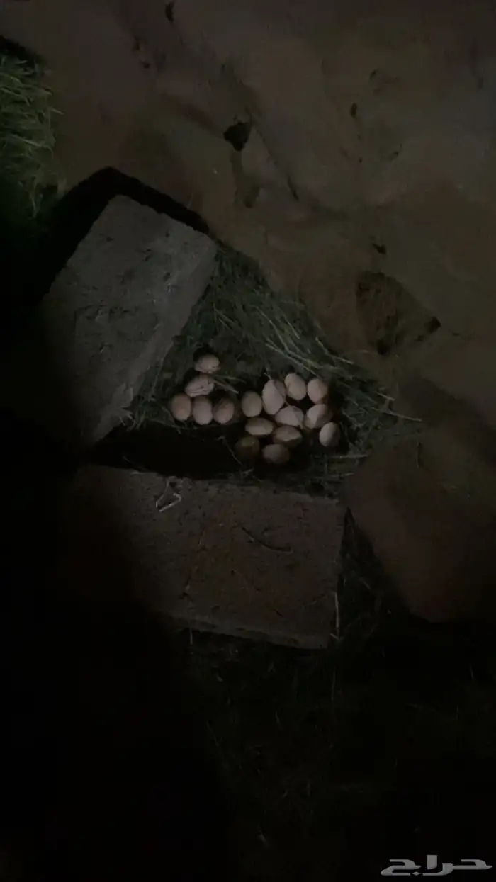دجاج بلدي حضان بياض مشروط 3