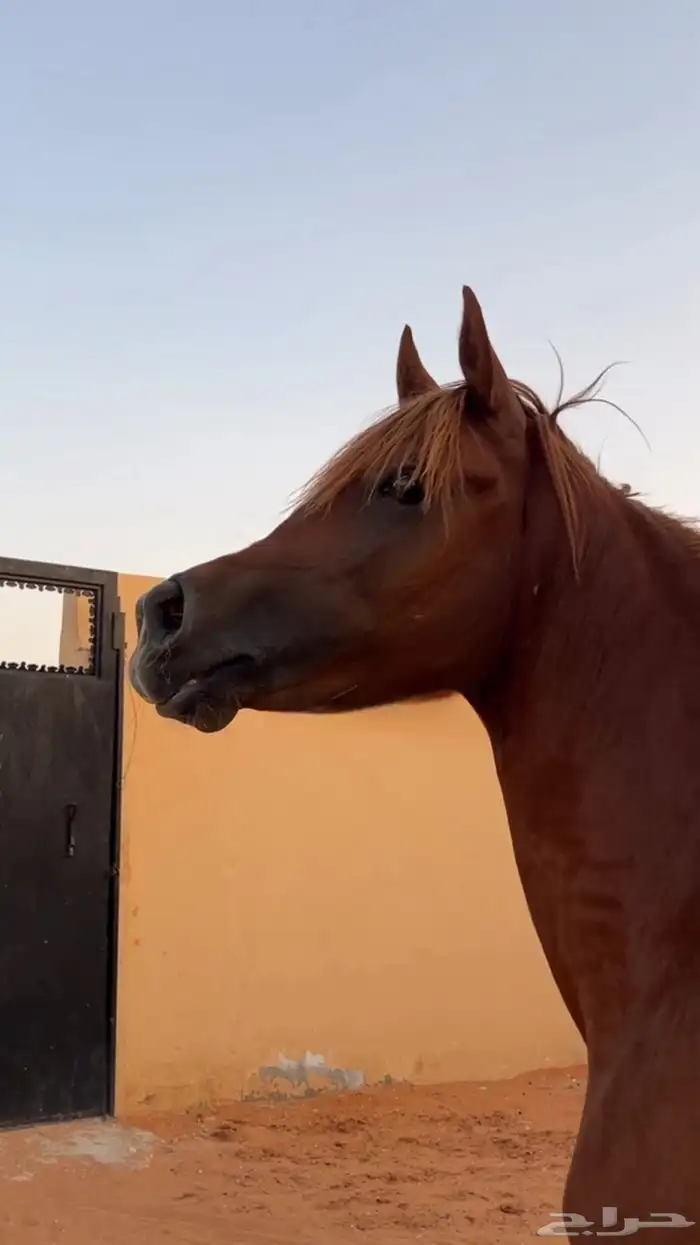 حصان شعبي حار 0