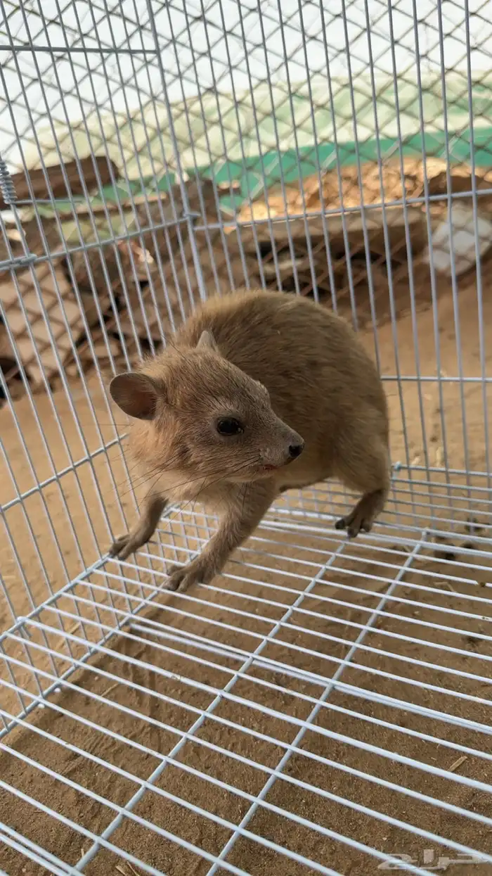 وبره نجديه 3