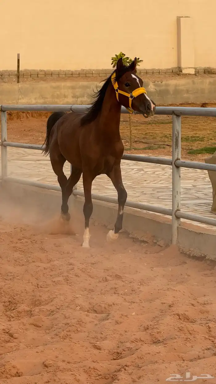 خيل 3