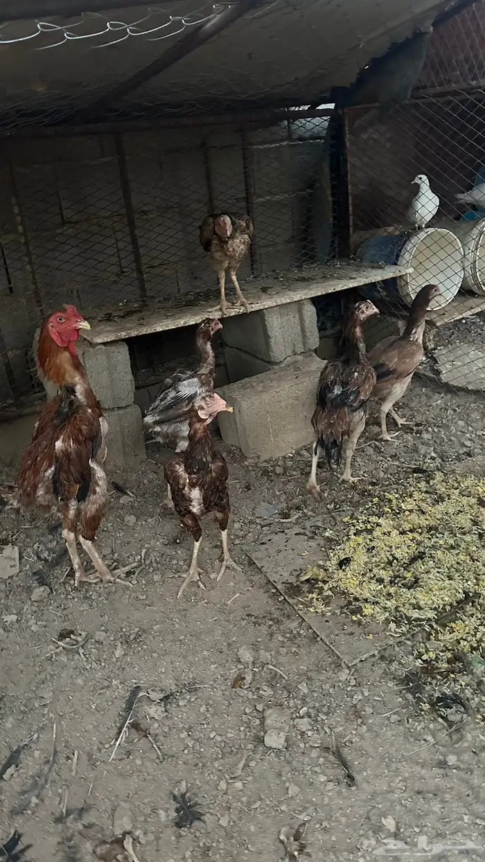 دجاج باكستاني 2