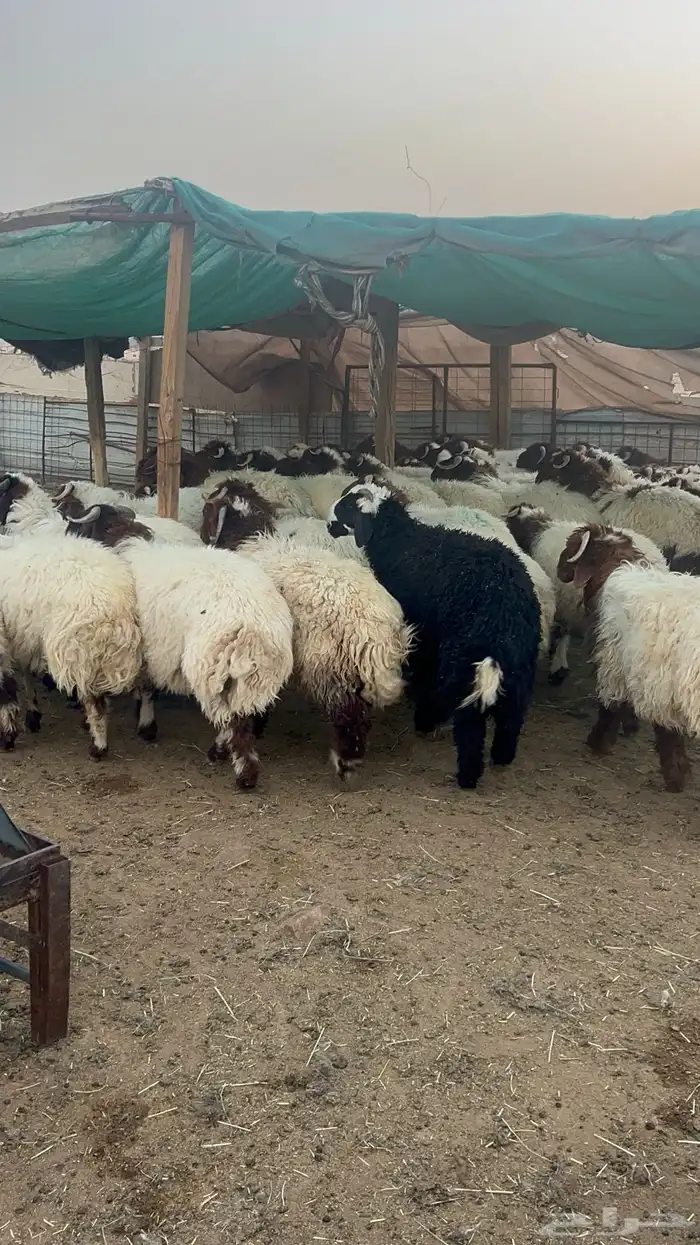 ذبايح نعيمي حري تيوس 3