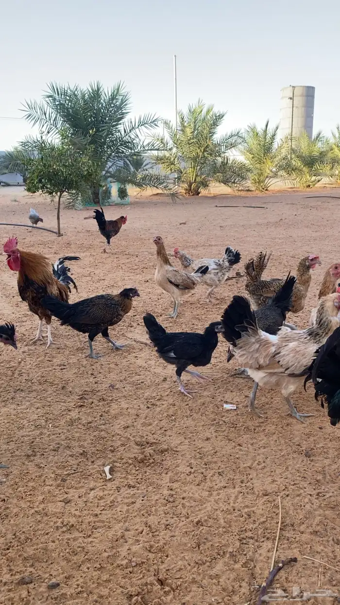 دجاج بياض 0