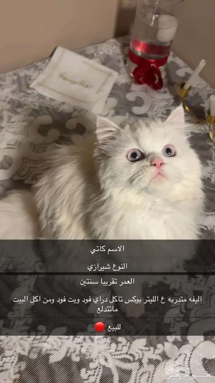 قطه بيضا عيونها زرق شيرازي العمر سنتين تاكل اكل قطاوه وبيت 0
