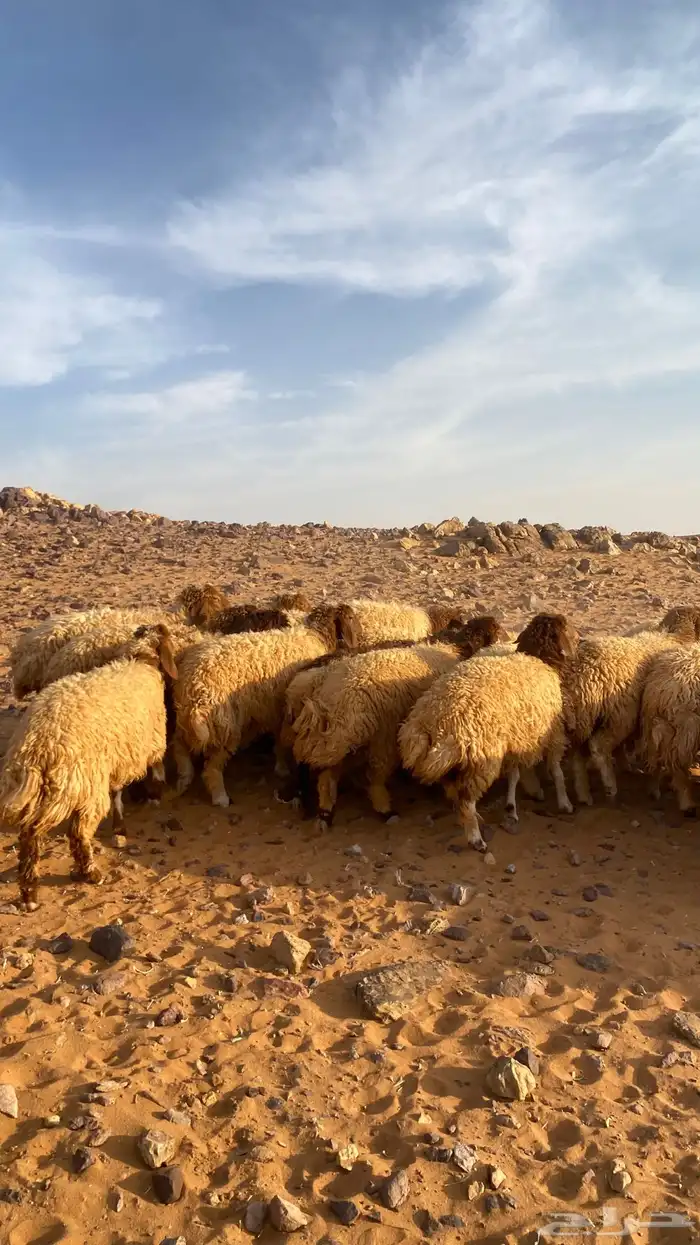 رخال نعيم للبيع 2
