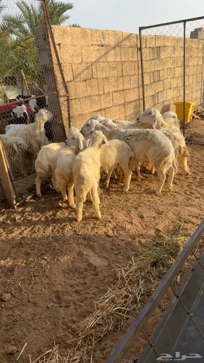 ضان حبص للبيع 2