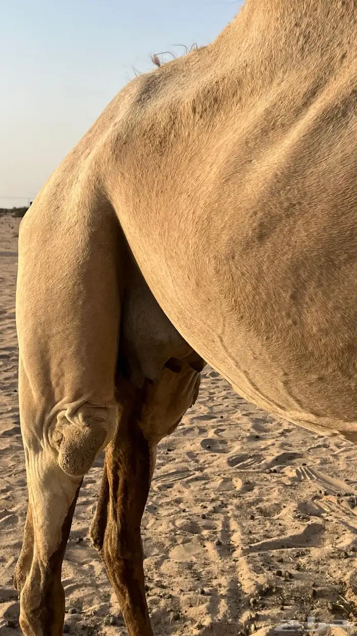 خلفة للبيع 3