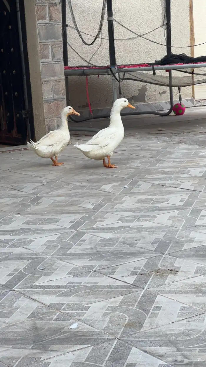 بط بكيني 1