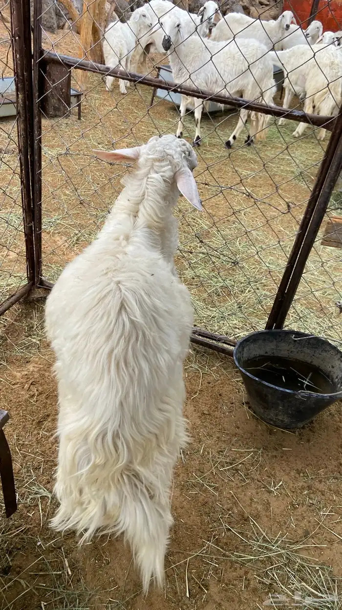 خروف 1