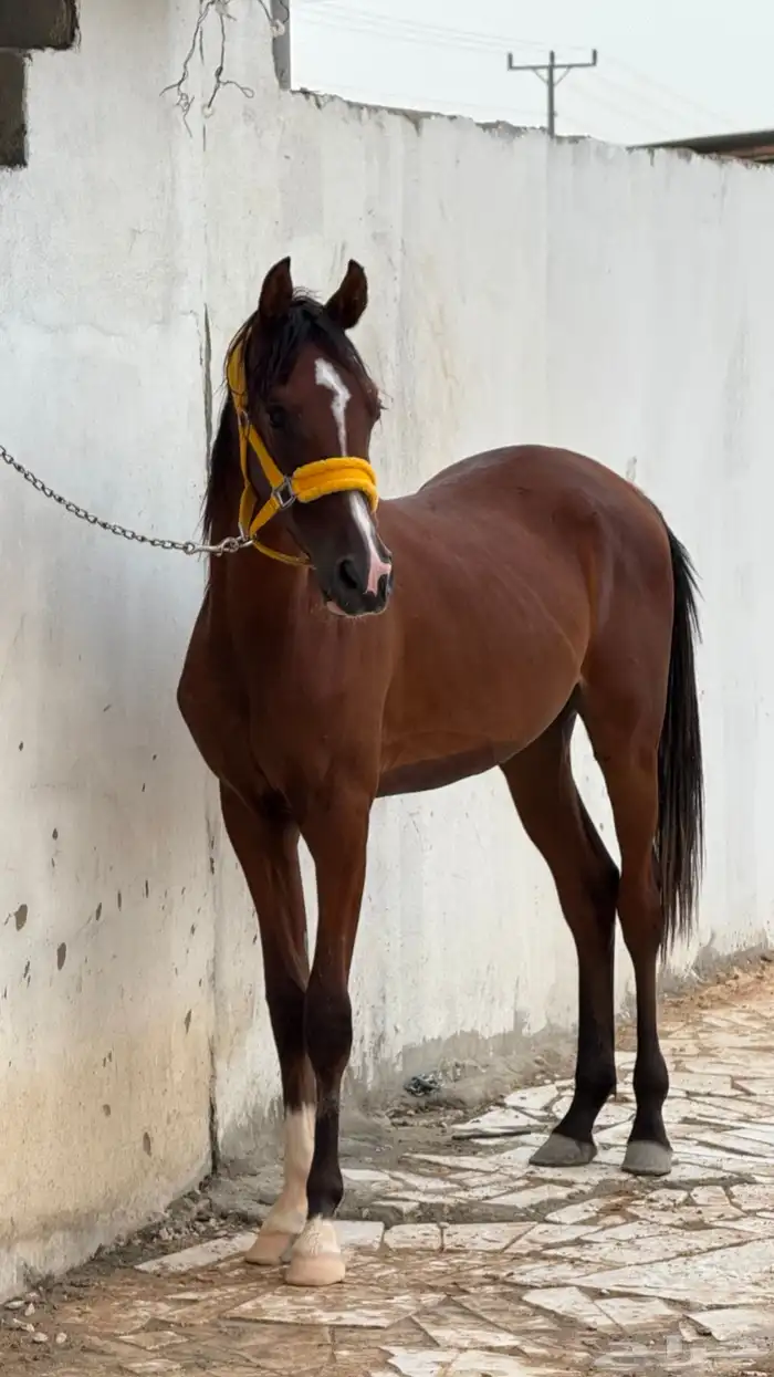 خيل 4