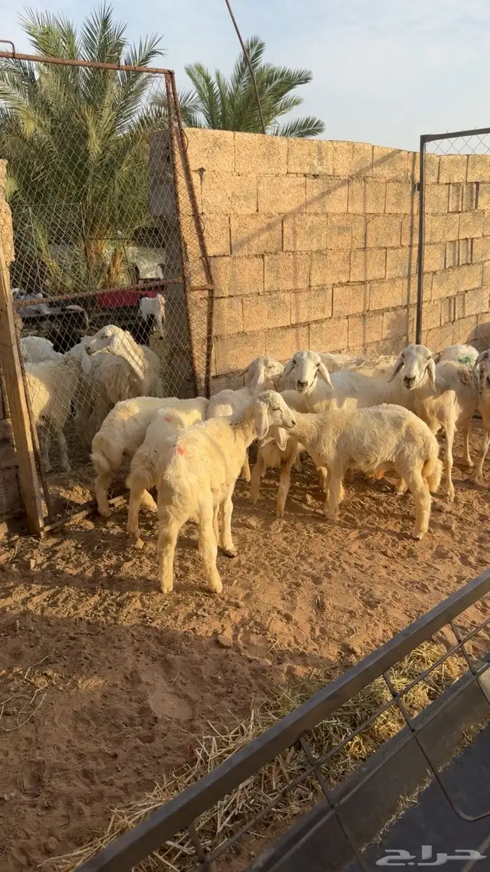 ضان حبص للبيع 4