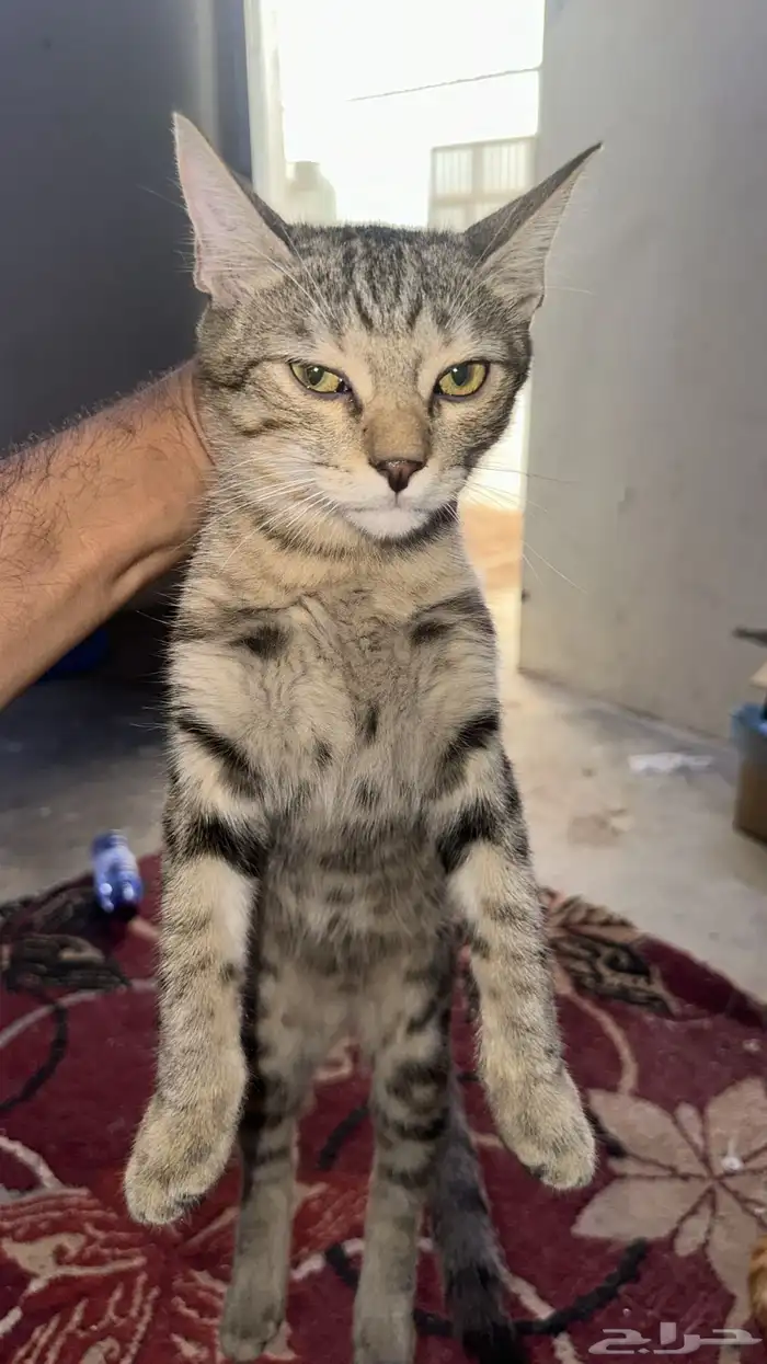 قطط للتبني 0