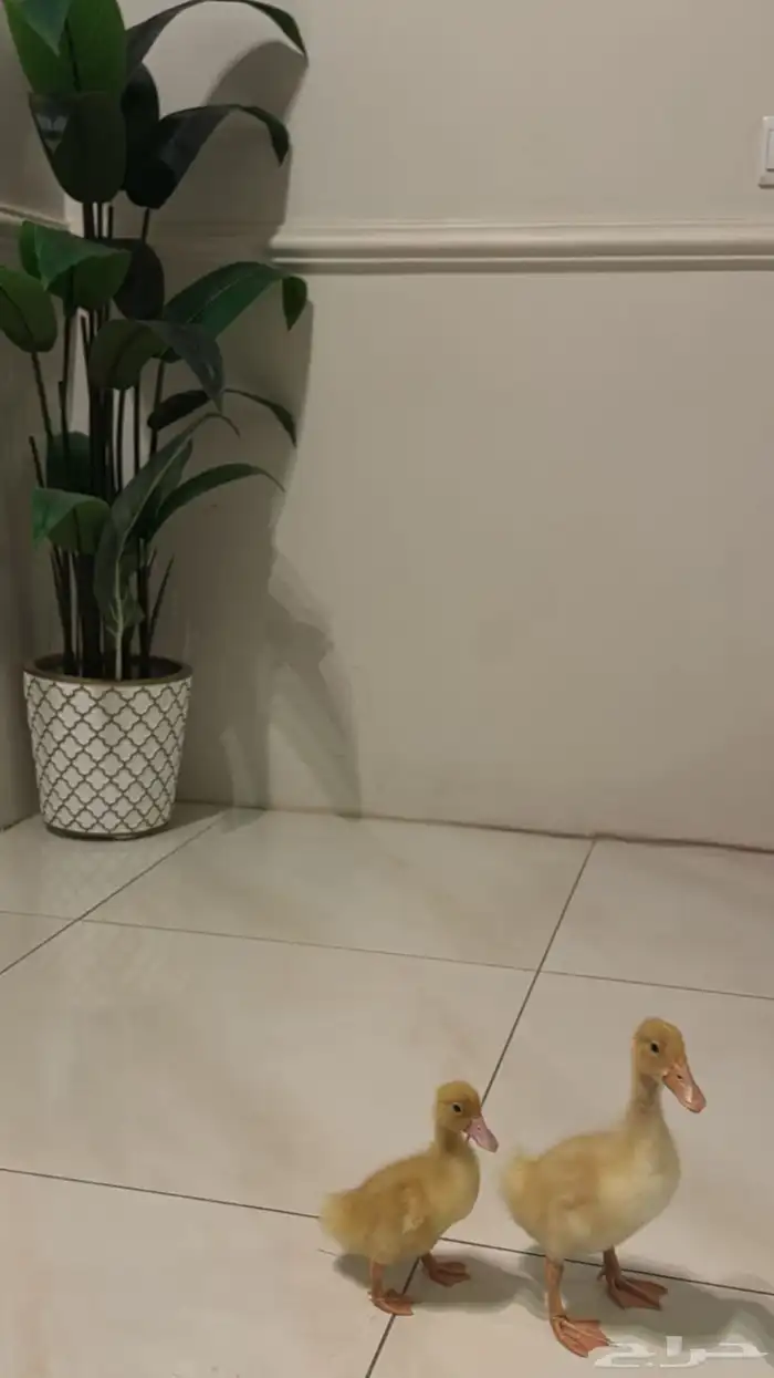 بطه 0