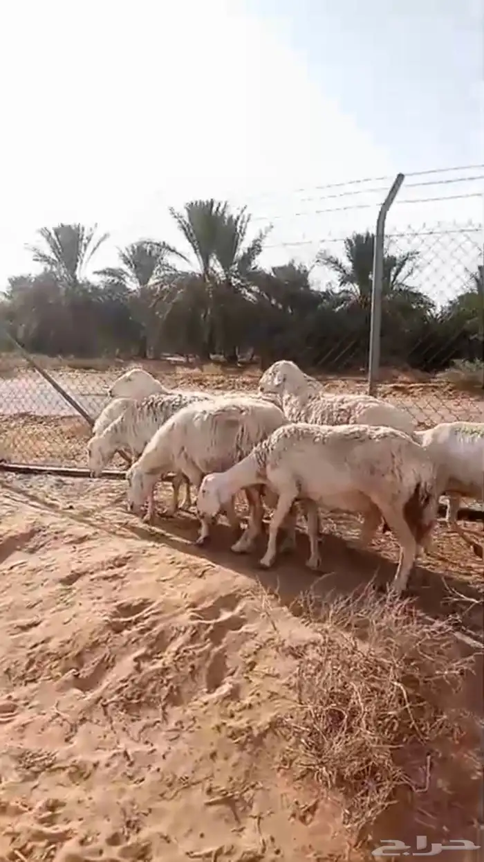 حريات حيل ( تم البيع ) 0